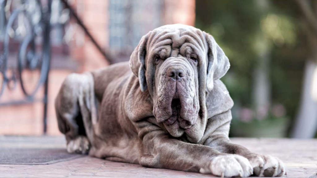 Exploring Top 10 Unique Ugly Dog Breeds