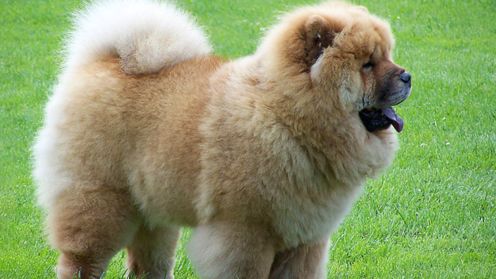 Top 10 Dog Breeds That Can Be Left Alone