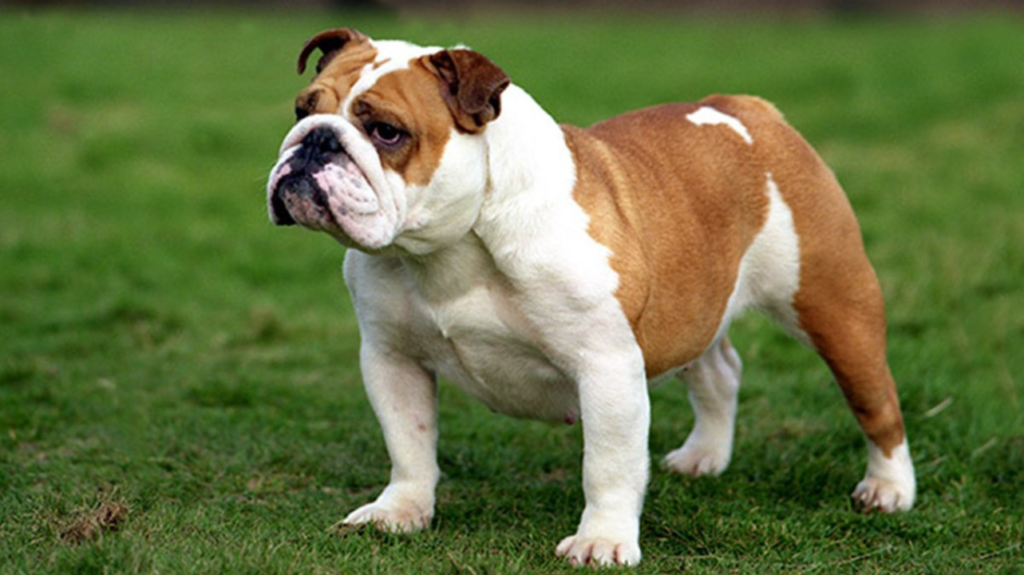 Top 10 Dog Breeds That Can Be Left Alone