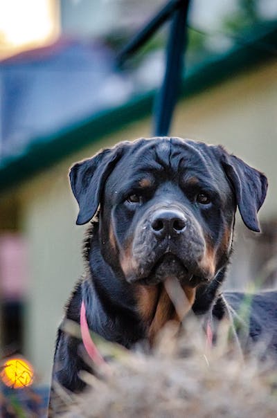 Rottweilers Banned Dog