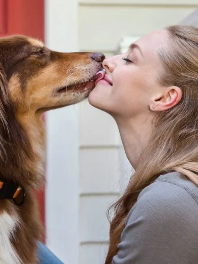 10 Dog Breeds That Lick A Lot